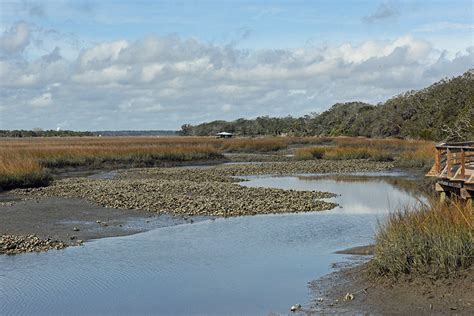 Salt Marsh Cumberland Island National Seashore Us National Park