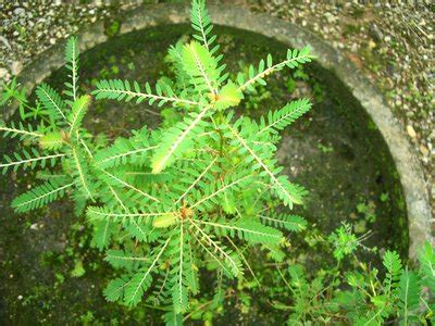 Nama saintifik bagi dukung anak ialah phyllanthus niruii linn. Tanaman Herba: September 2011