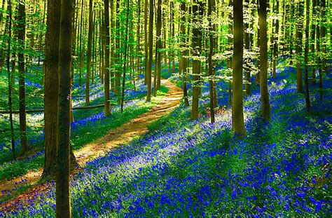 Sunny Forest Forest Lovely Sunny Bonito Trees Carpet Bluebells