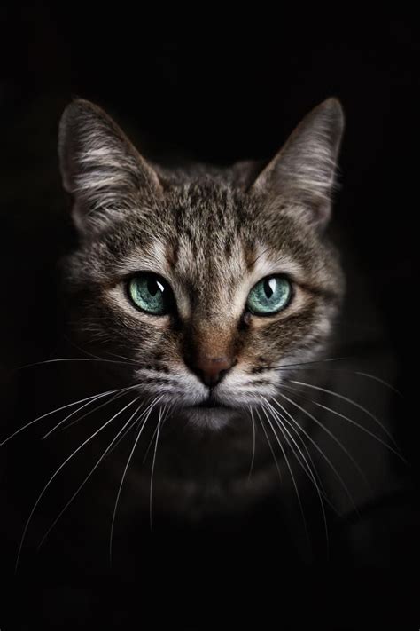 √ Cat Portrait Photography Alumn Photograph