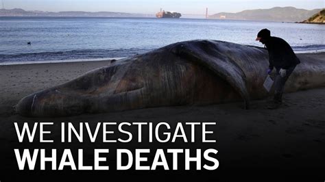 ‘ship Strikes Kill Whales At Highest Levels In More Than A Decade