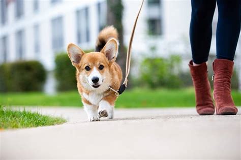 Why Do Dogs Love Going For Walks Dogcutieshq