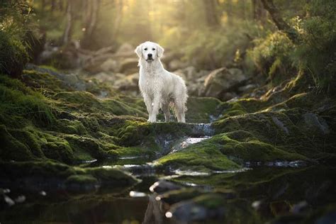 Majestic Dogs Photographed In Gorgeous Natural Landscapes Just Like