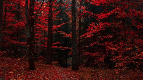 Hd Red Forest Wallpaper