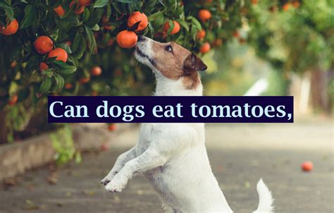 Can Dogs Eat Tomatoes Soup Ketchup Or Sauce 7 Things To Know