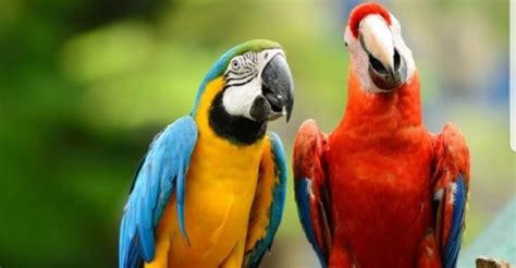 Macaw Vs Parrot Whats The Difference Bird Lover