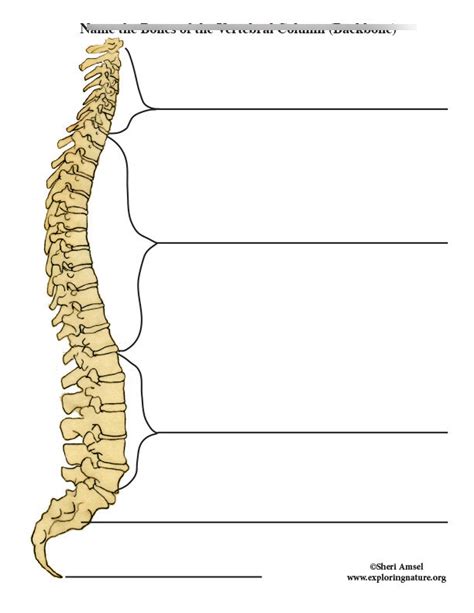 Spine Back Bone Morgan Diagram Quizlet