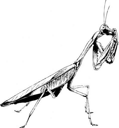 Insect Praying Mantis — Stock Vector © Liusaart 1526875