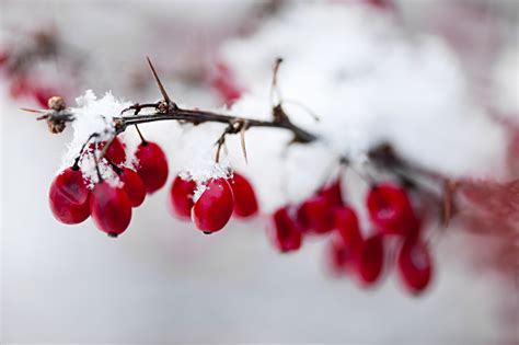 Red Winter Berries Under Snow Winterberry Winter Garden Fine Art