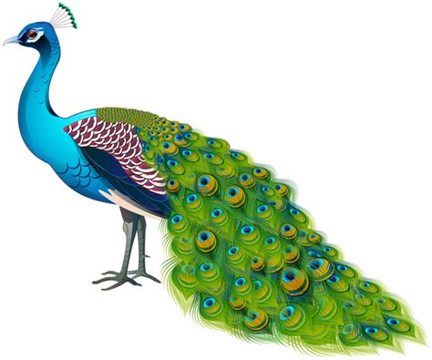Peacock Transparent Image | Peacock images, Peacock ...