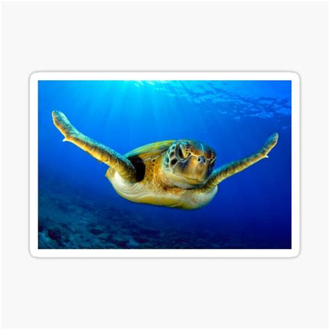 Blue Ocean Sea Turtle Summer Sea Swimming Turtle Oceanography