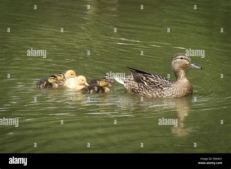 Mother Duck And Her Ducklings Stock Photo Alamy