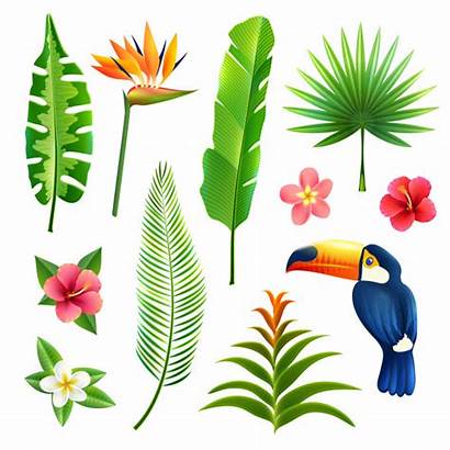 Coconut Tree Tropical Vector Leaves Psd
