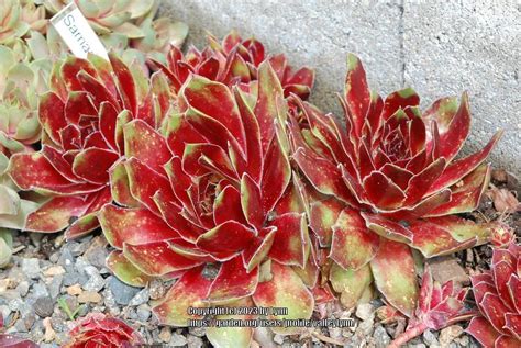 Photo Of The Entire Plant Of Hen And Chicks Sempervivum Samadhi