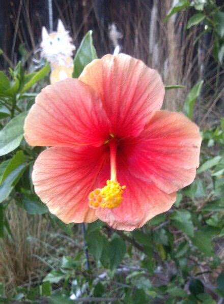 Hibiscuscan You Find The Cat Pretty Gardens Go Green Hibiscus