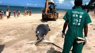 AL TV 2ª Edição Baleia e tartaruga são achados mortos em praias do