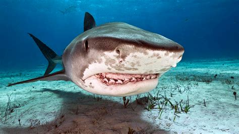 Freshwater Aquarium Sharks Beauties Or The Beasts