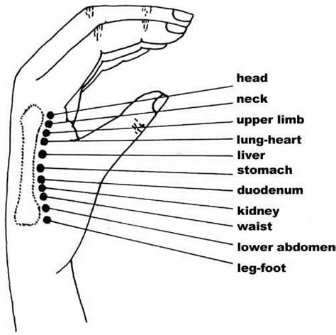 Eciwo Acupuncture Points Reflexology Pressure Points Acupuncture Points Acupressure Points