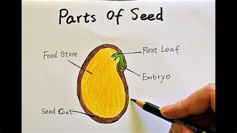 Parts Of Seed Drawing Youtube