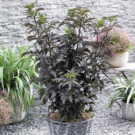 Check spelling or type a new query. Sambucus nigra f. porphyrophylla 'Black Tower' plants ...