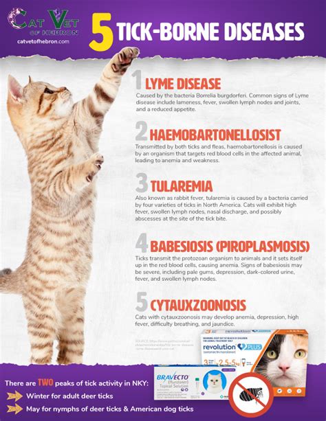 5 Tick Borne Diseases In Hebron Ky The Cat Vet Of Hebron