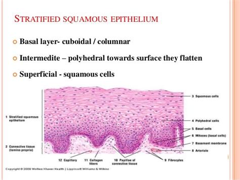 Stratified Squamous Epithelium Stratified Squamous Epithelium Tissue