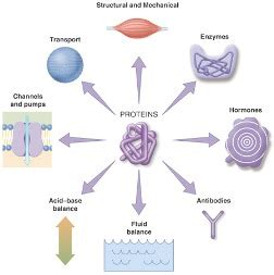 Two main classes of membrane transport proteins: Protein Functions | Mastering Biology Quiz