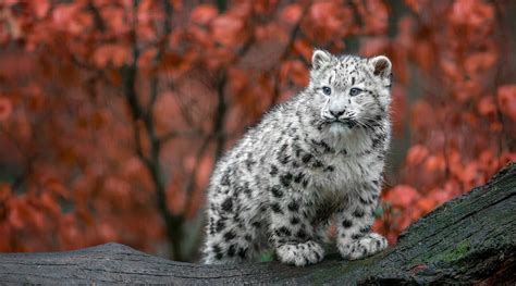 Baby Snow Leopard 4k Hd Animals 4k Wallpapers Images Backgrounds