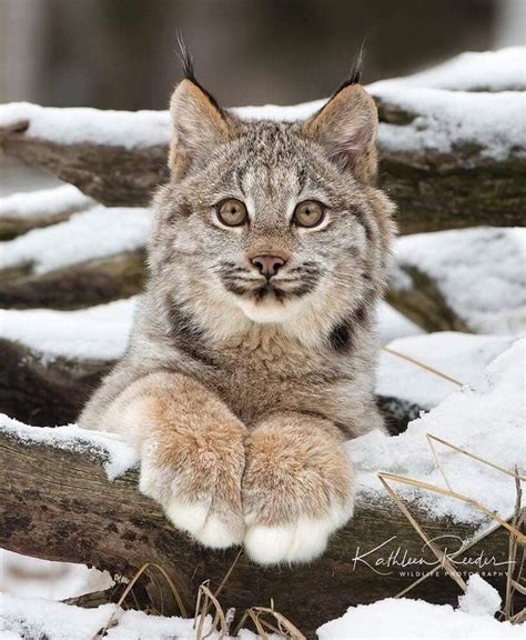 What A Beautiful Lynx Lynx Wildcat Bigcat Lynx Kitten Canada Lynx