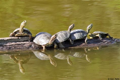 turtle behavior and life history