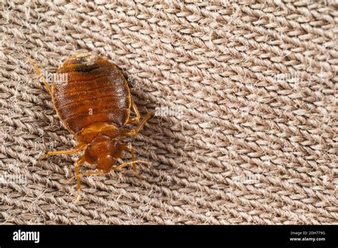 Common Bed Bug Cimex Lectularius In A Bed Stock Photo Alamy