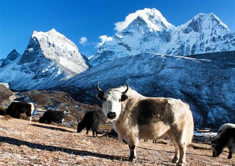 Visit Sagarmatha National Park Highest Peak Of The World In Nepal