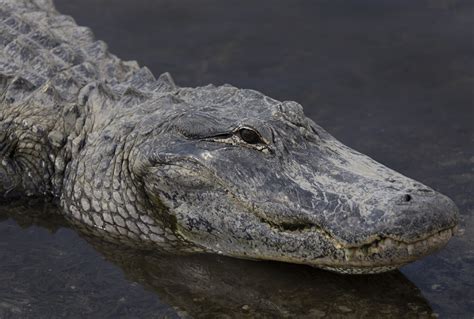 alligators kill woman after she falls into florida pond deputies