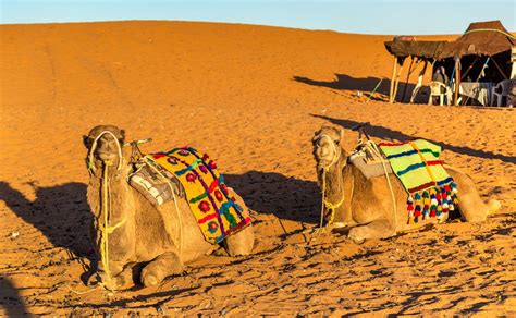 Cómo Ir De Marrakech Al Desierto ¡todas Las Opciones Posibles
