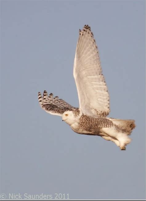 Saskatoon Custom Bird Tours Tourism Saskatchewan