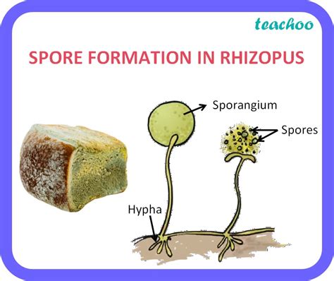 Class 10 Spore Formation Meaning Examples Teachoo Biology