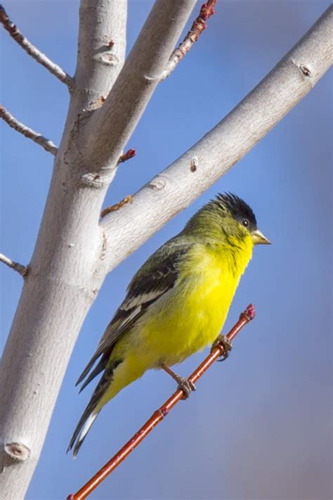 The female american goldfinch is larger and has white undertail coverts, a wide buffy lower wing bar with very little white. Print of a Yellow Lesser Goldfinch Bird Photo | deetlebop Art