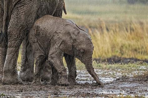 Touching Motherhood Baby Elephant Cries For Help And Mother Elephant