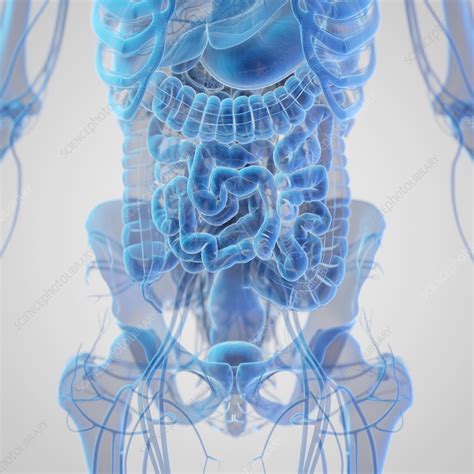 Abdominal Organs Illustration Stock Image F0379571 Science