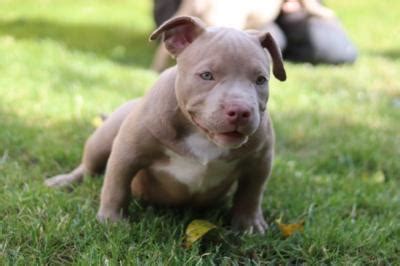 The american bully breed is most commonly confused with the american pit bull terrier, although it is now recognized as its own breed. American Pocket Bully Puppies., Pets in Glendale, Oregon
