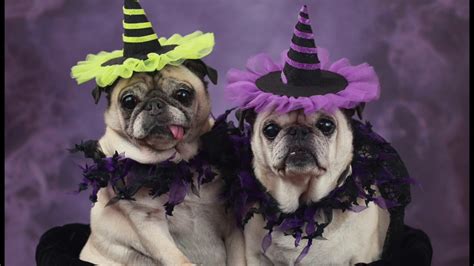 Best Pug Halloween Costumes Youtube