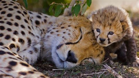 Cheetah Mom Bing Wallpaper Download