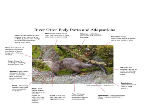 River Otter Adaptations Lesson Plan for 3rd - 4th Grade | Lesson Planet