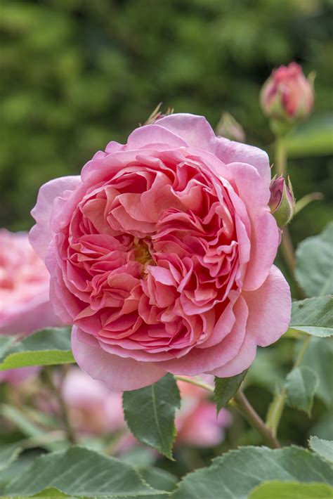 David Austin English Rose Boscobel 175mm Pot Dawsons Garden World