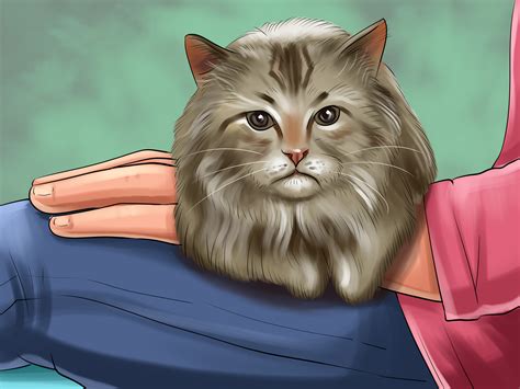 How To Identify A Siberian Cat 9 Steps With Pictures