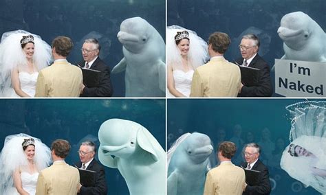 Beluga Whale Upstages Bride On Wedding Day In Connecticut Daily Mail
