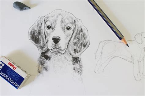 How to draw a dog: Drawing Realistic Animals: How to Draw a Dog | Craftsy