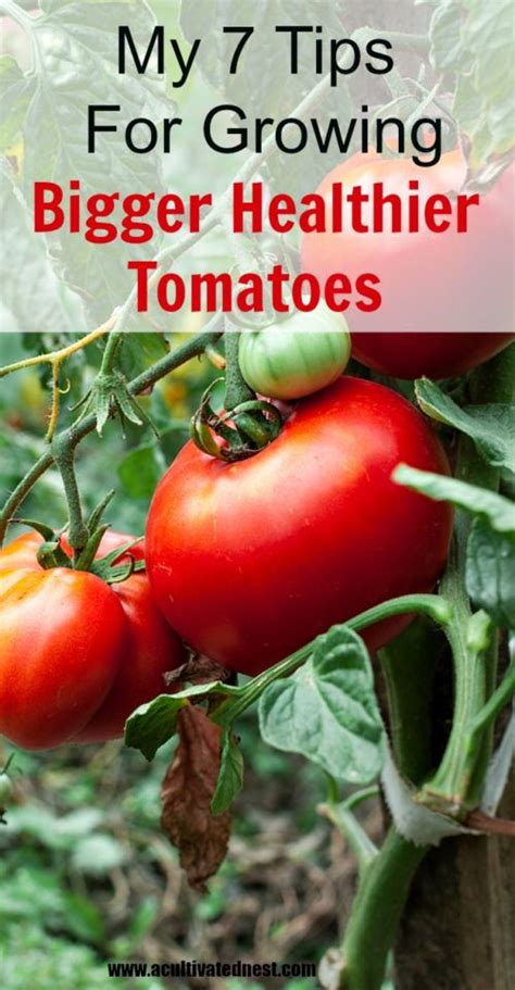 My Tips For Growing Bigger Better Tomtoes Vegetable Gardening