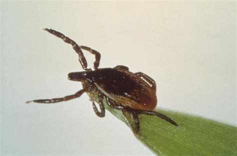 A Mayo Clinic Guide To Tick Species And The Diseases They Carry