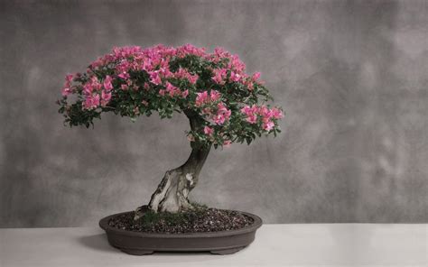 Bonsai Tree Wallpaper 67 Images